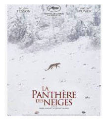 La Panthère Des Neiges